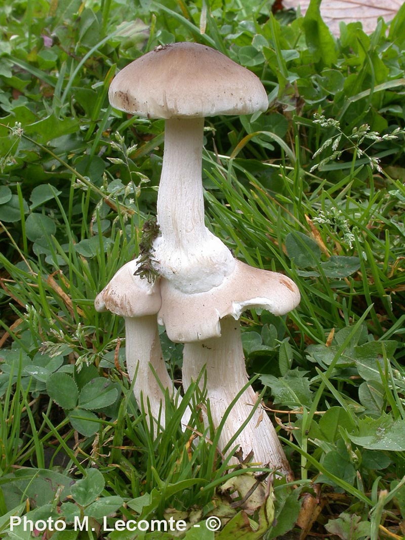 Clitocybe nebularis