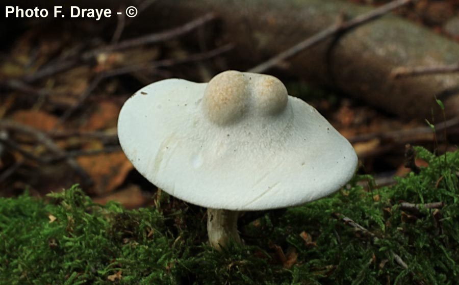 Clitocybe odora