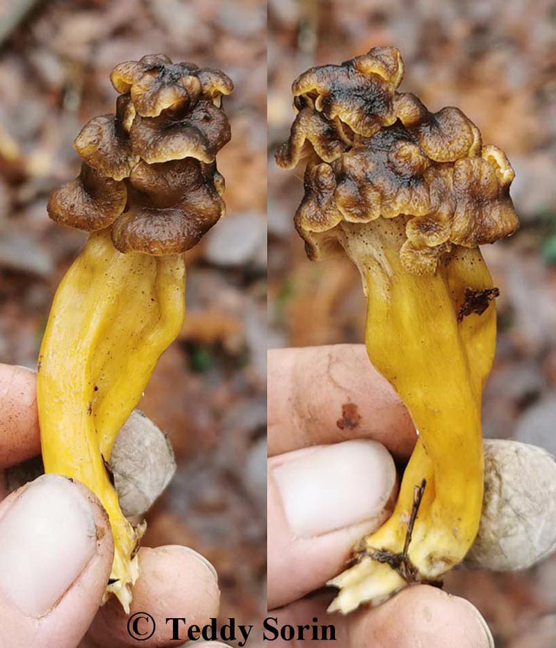 Craterellus tubaeformis