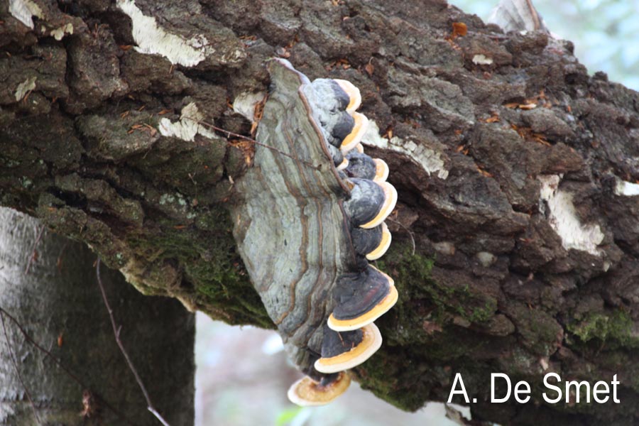 Fomes fomentarius (A. De Smet)