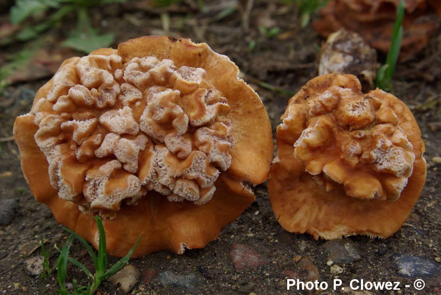 Hydnum rufescens