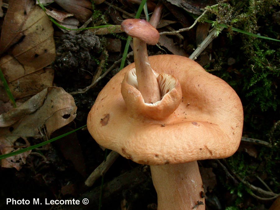 Lactarius subdulcis