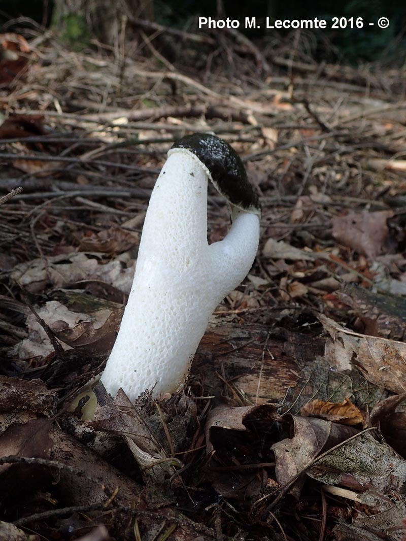 Phallus impudicus