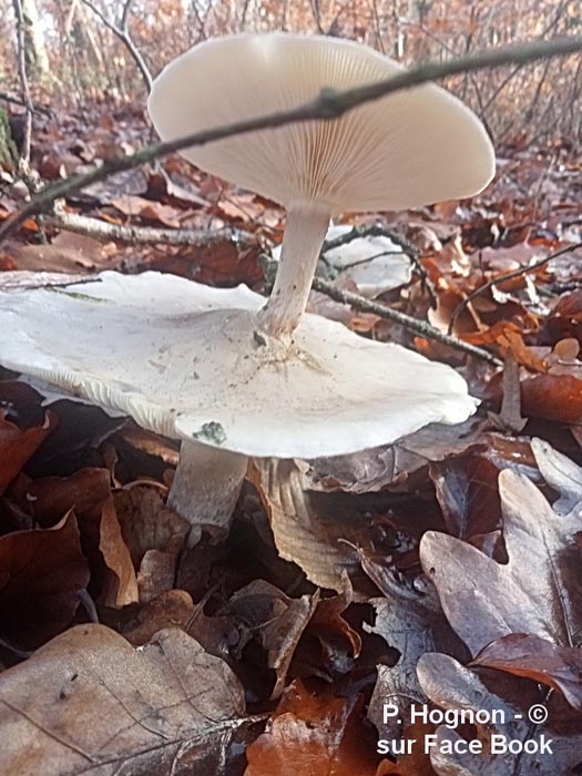 Clitocybe nebularis