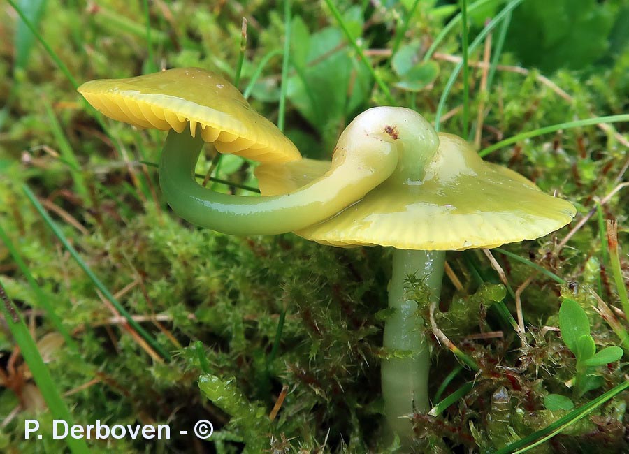 Hygrocybe sp.