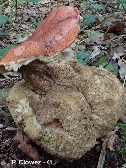 Leccinum quercinum