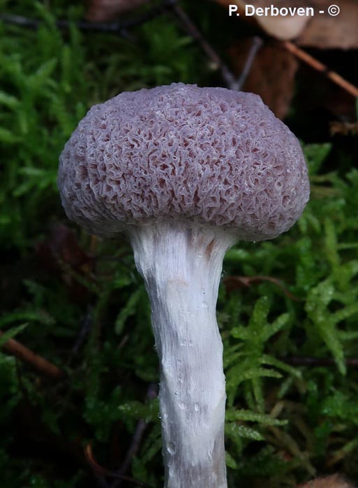 Tératologie sur un champignon inconnu