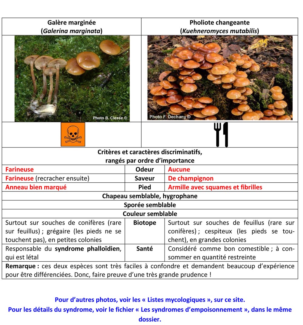 Galère marginée et Pholiote changeante