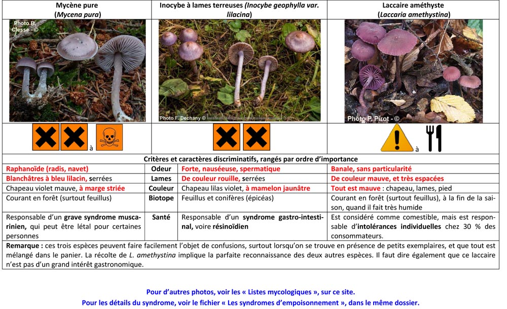 Mycène pure, Inocybe à lames terreuses et Laccaire améthyste