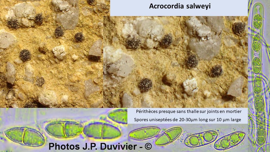 Acrocordia salweyi