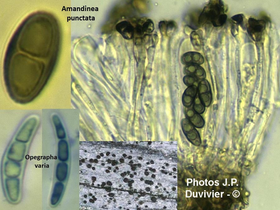 Amandinea punctata