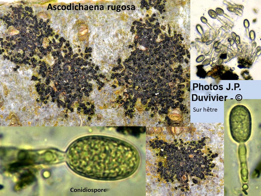 Ascodichaena rugosa