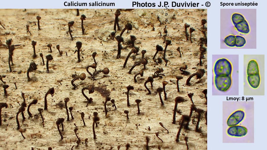 Calicium salicinum