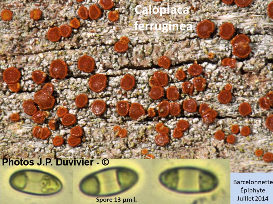 Caloplaca ferruginea