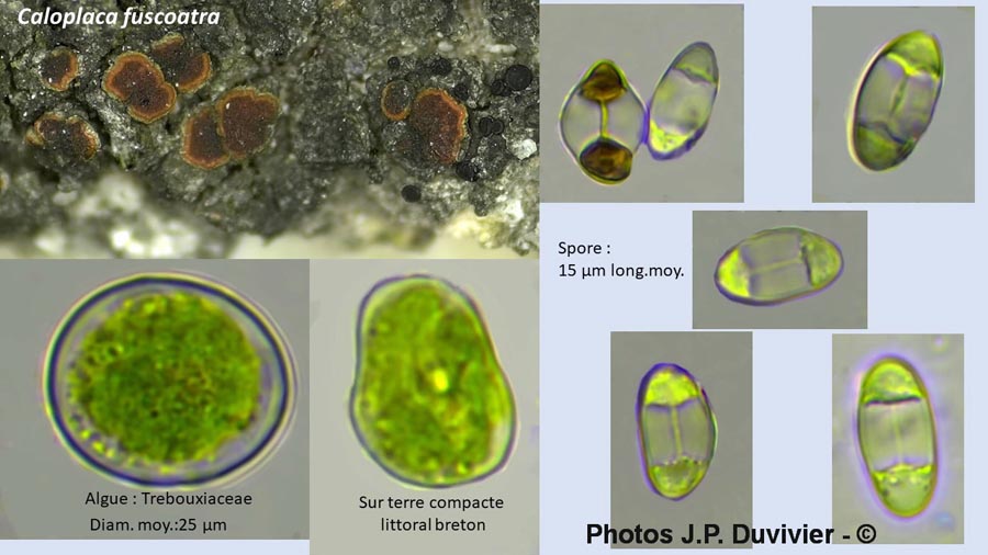 Caloplaca fuscoatra