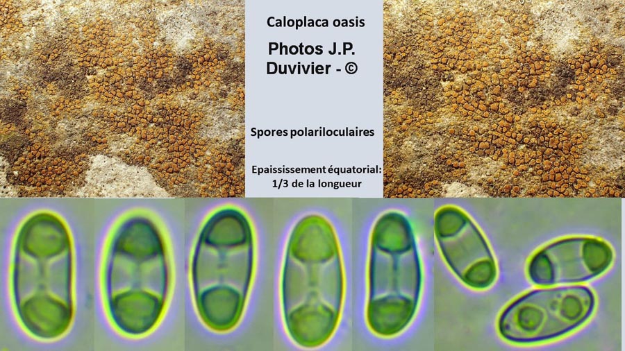 Caloplaca oasis