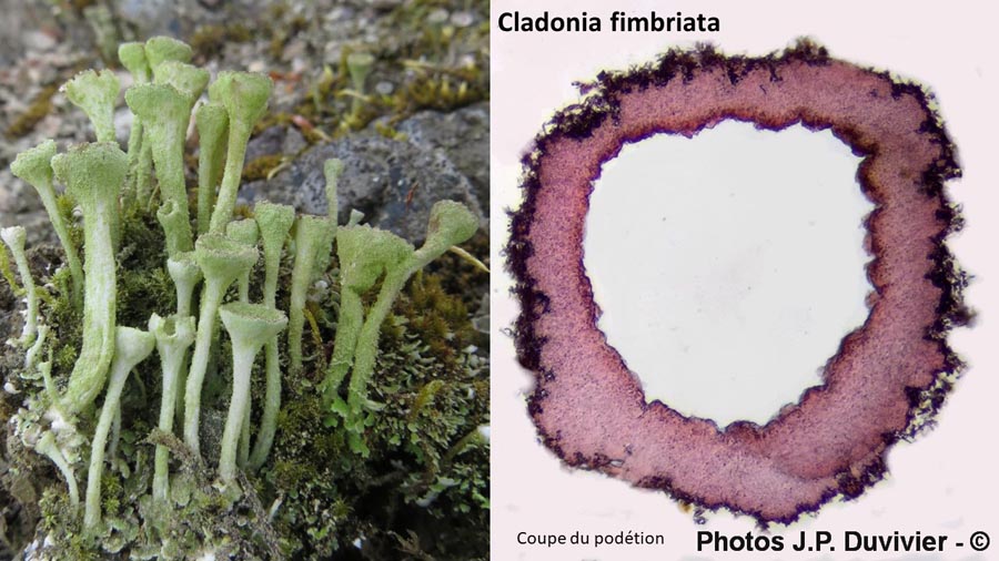 Cladonia fimbriata