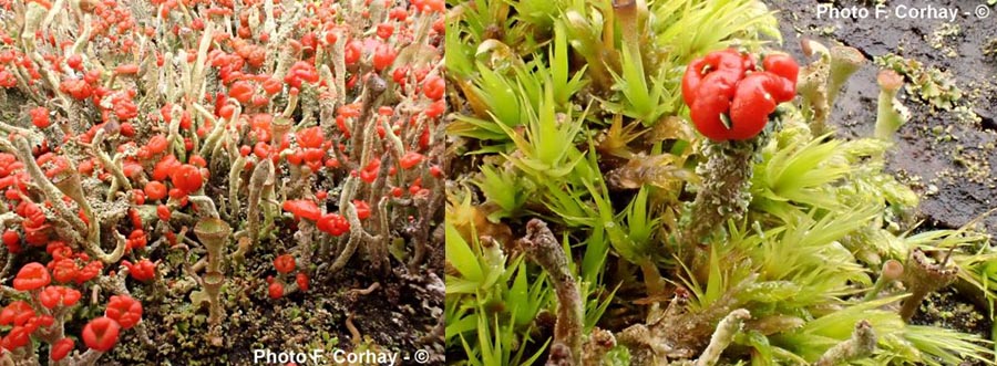 Cladonia macilenta