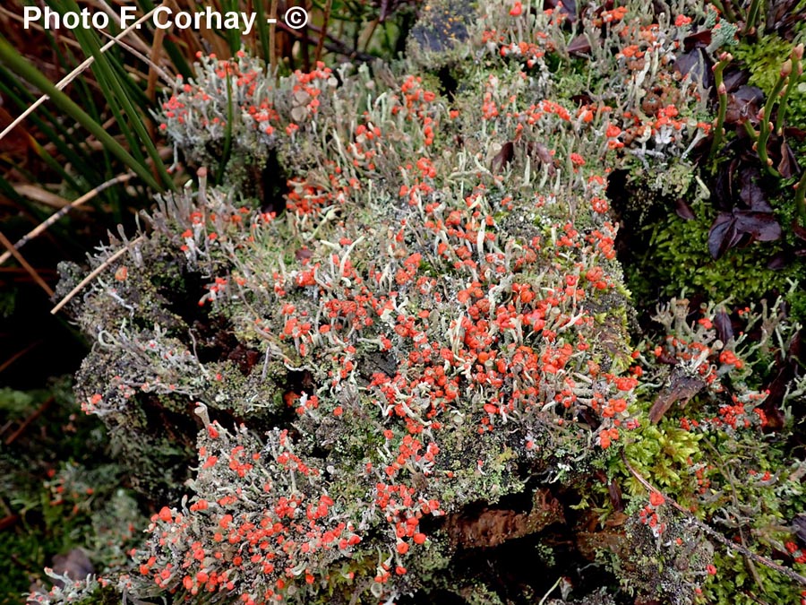 Cladonia macilenta