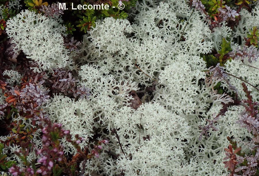 Cladonia rangiferina