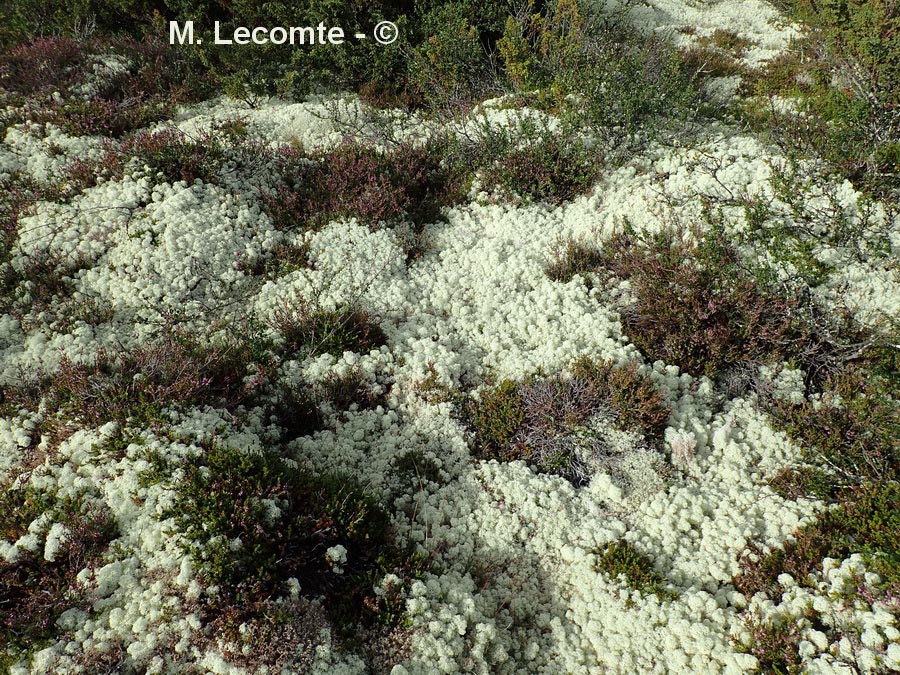 Cladonia rangiferina