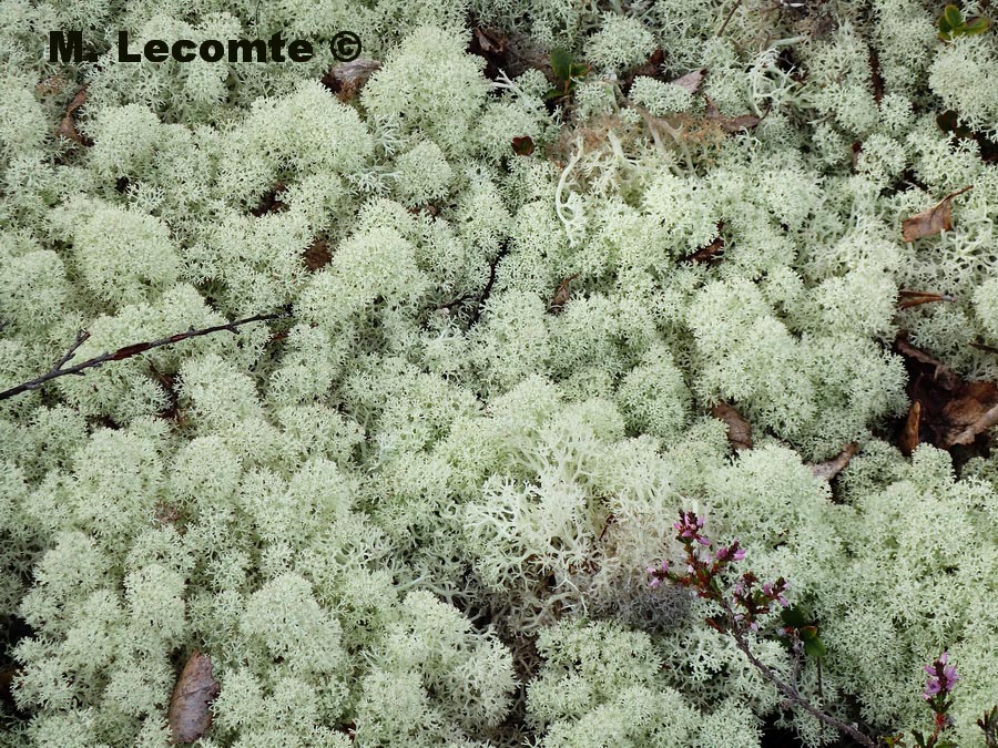 Cladonia rangiferina