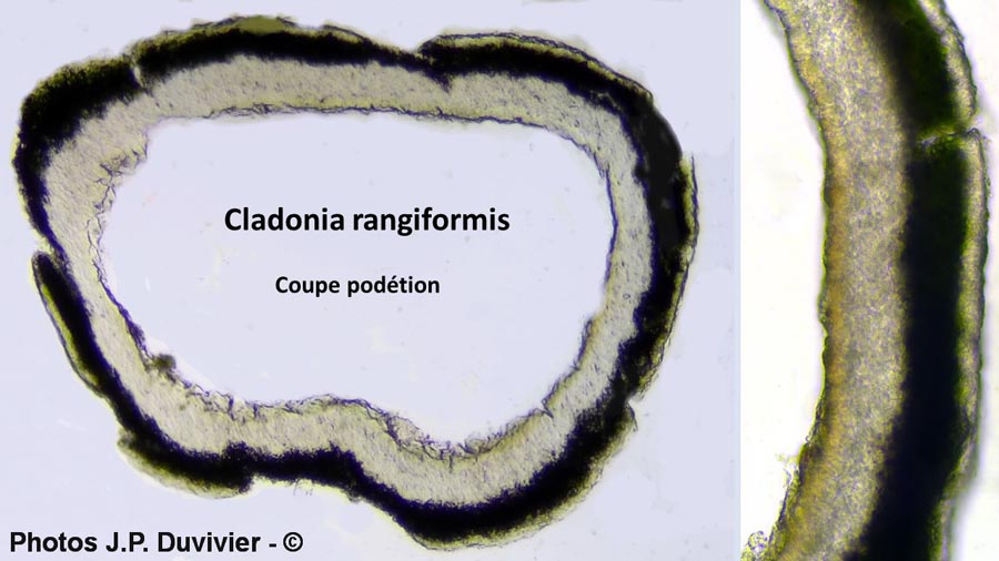 Cladonia rangiformis