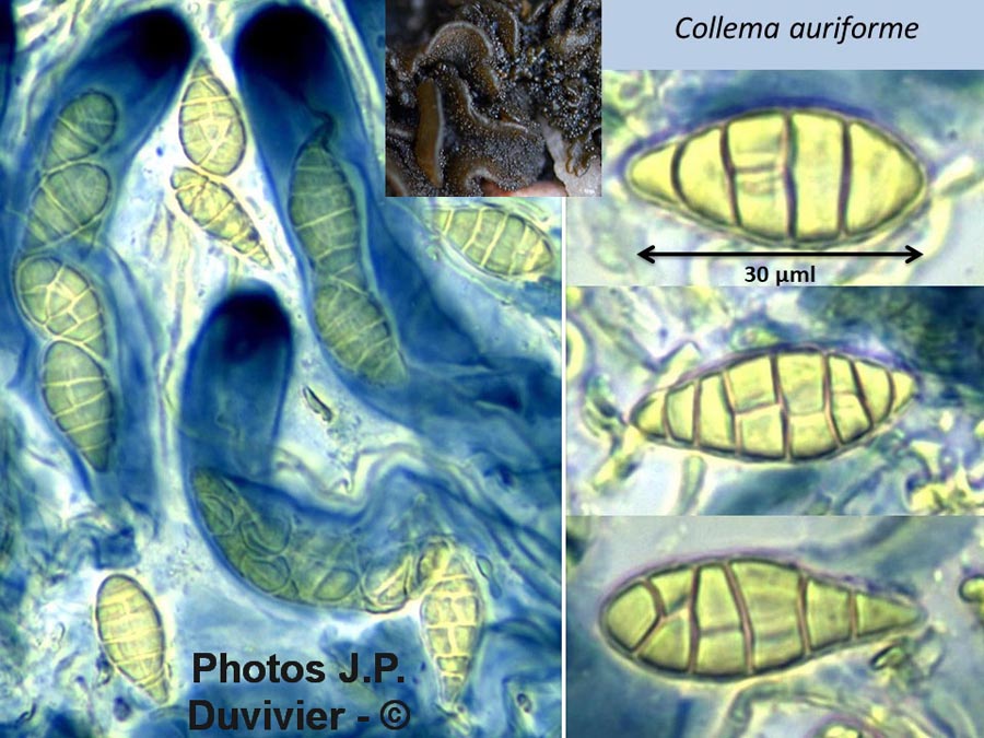 Collema auriforme