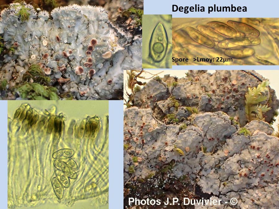 Degelia plumbea