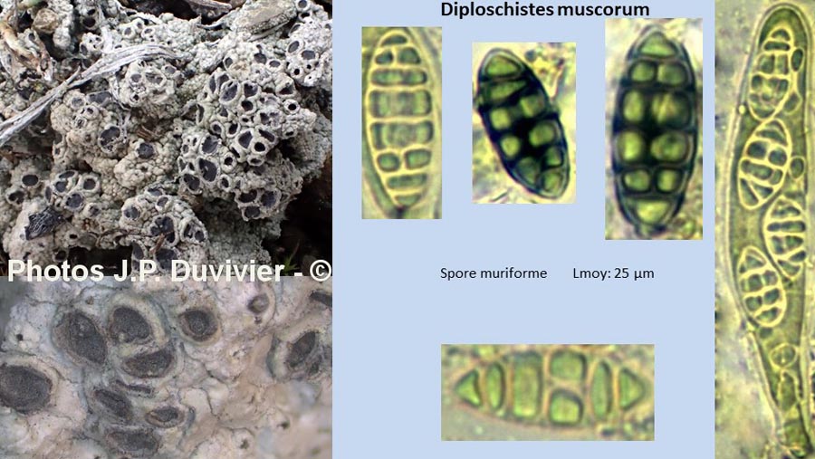 Diploschistes muscorum