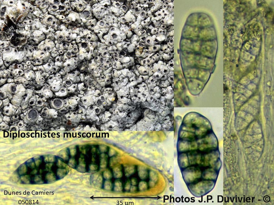 Diploschistes muscorum