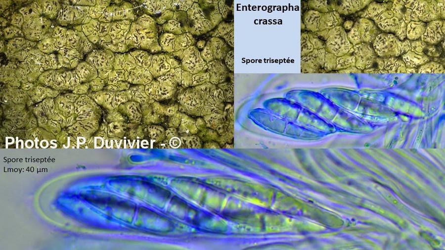 Enterographa crassa