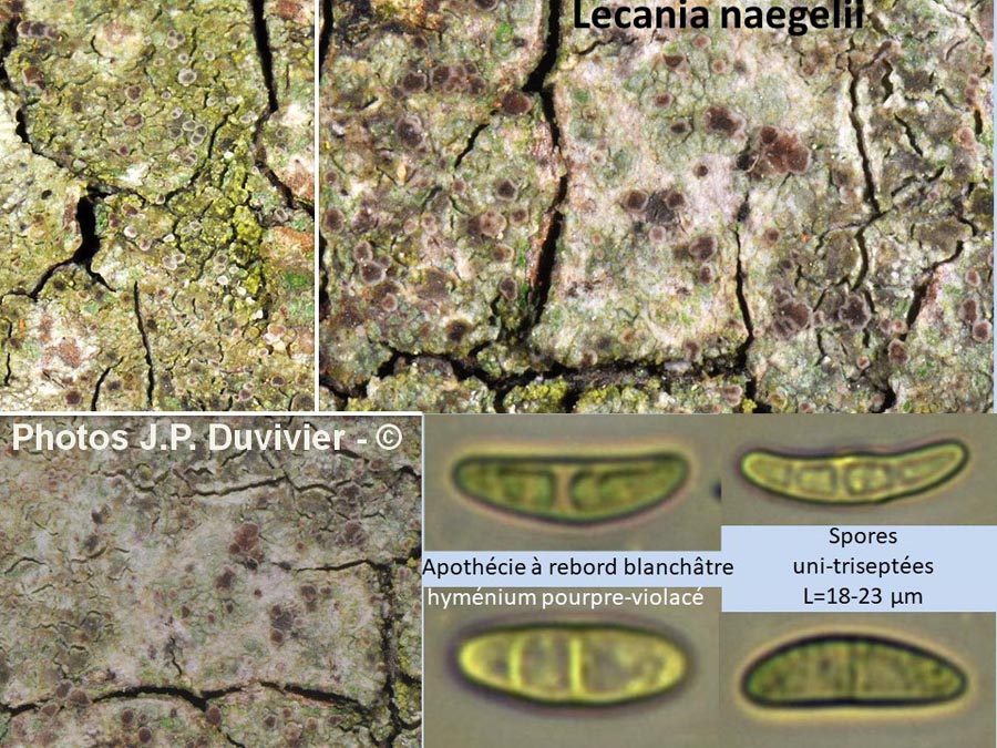 Lecania naegelii