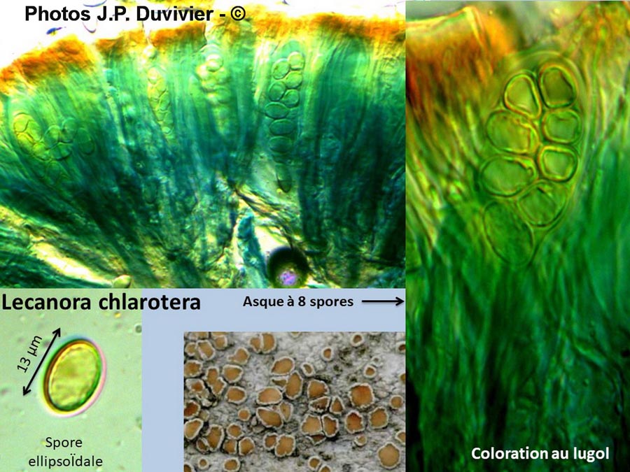 Lecanora chlarotera