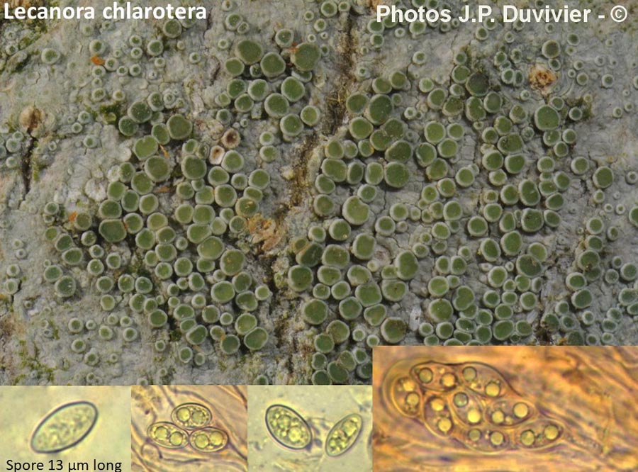 Lecanora chlarotera