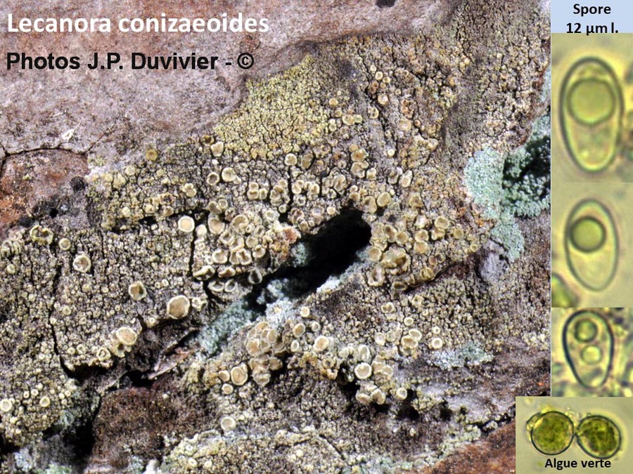 Lecanora conizaeoides