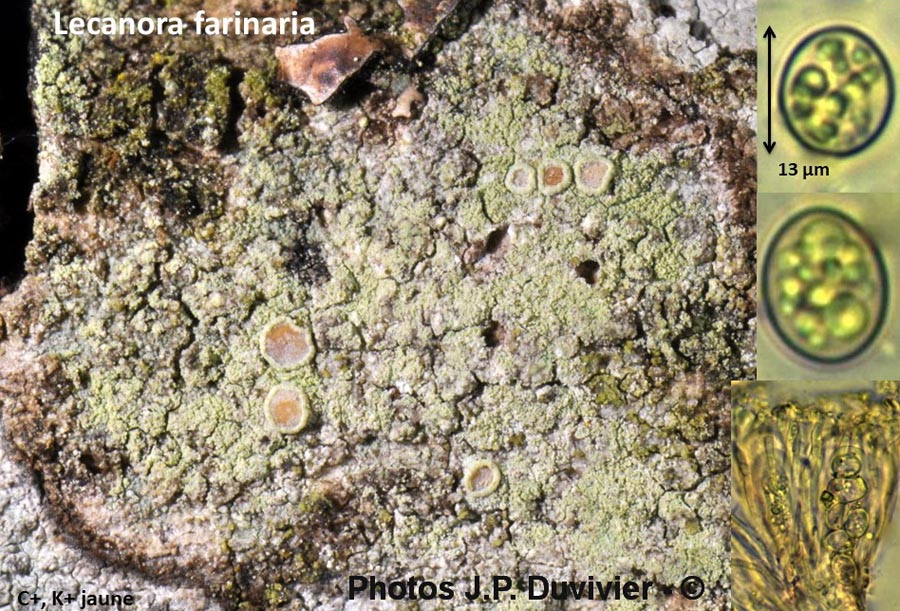 Lecanora farinaria