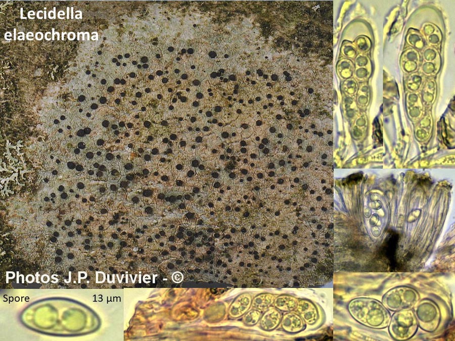 Lecidella elaeochroma