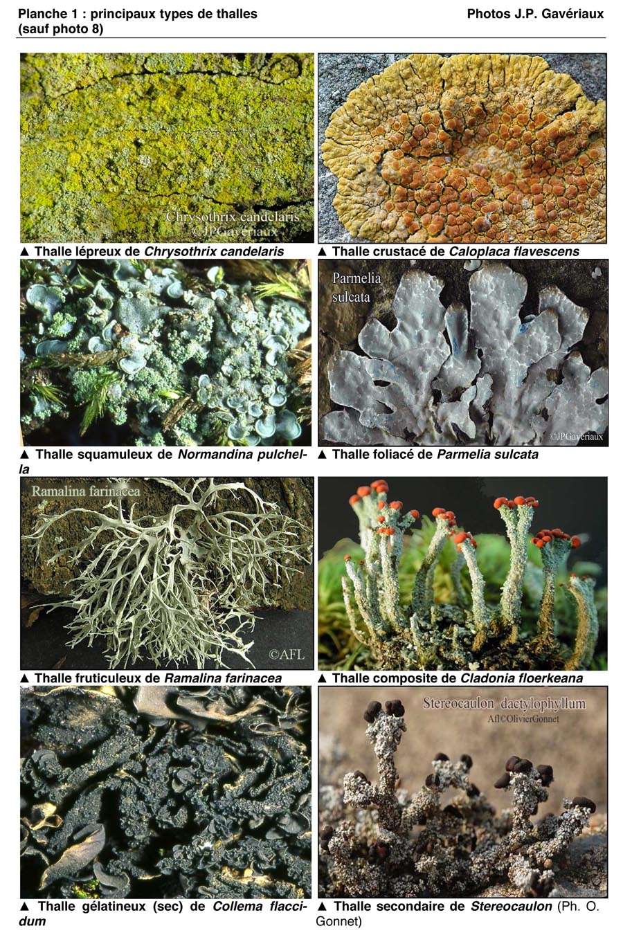 Les lichens (JP. Gavériaux)