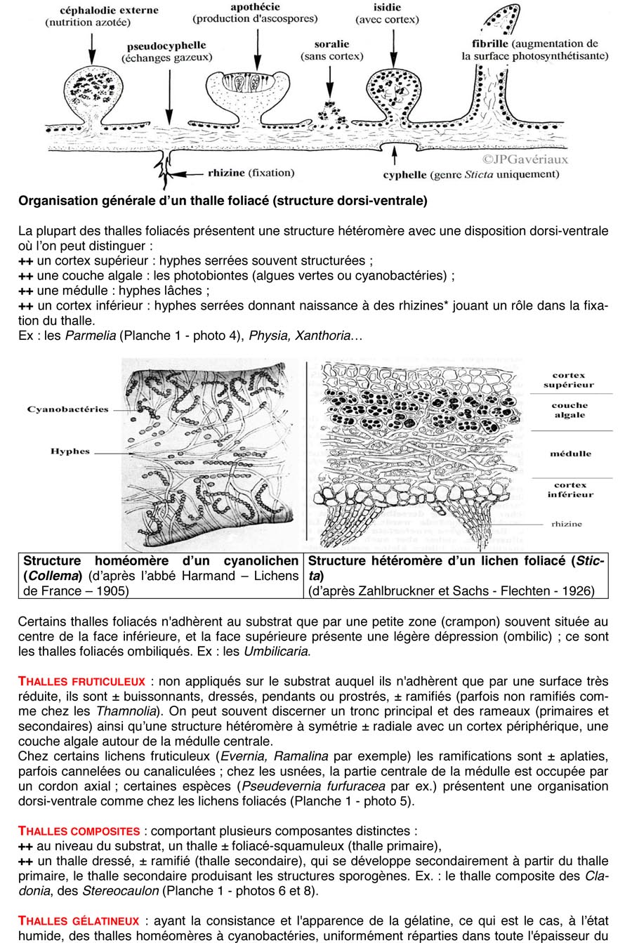 Les lichens (JP. Gavériaux)