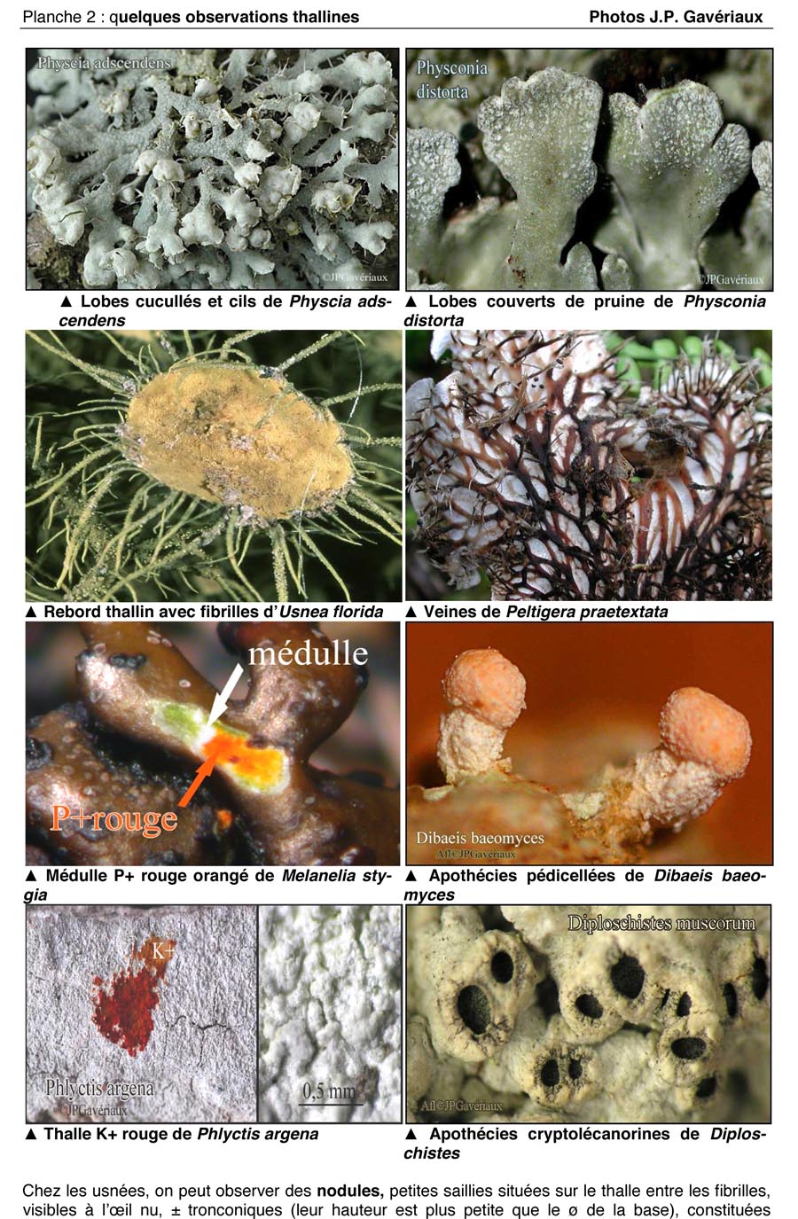 Les lichens (JP. Gavériaux)