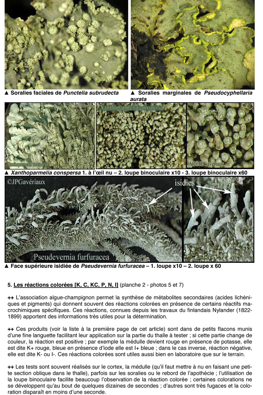 Les lichens (JP. Gavériaux)