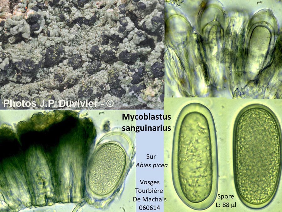 Mycoblastus sanguinarius