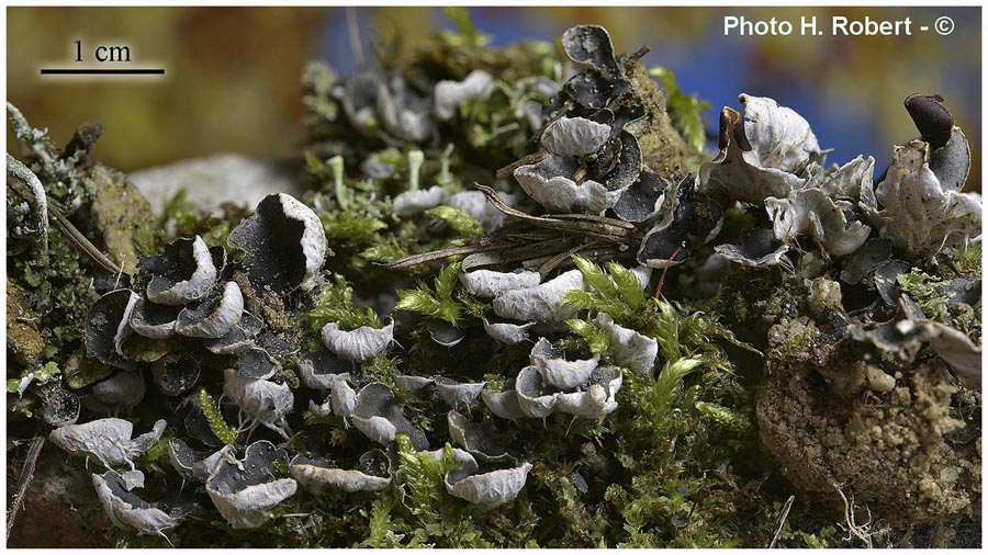 Peltigera didactyla