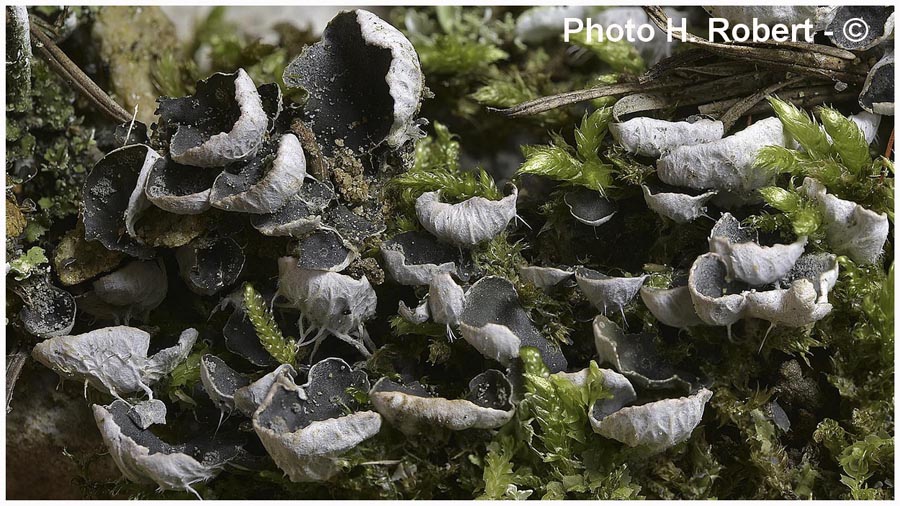 Peltigera didactyla