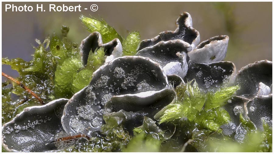 Peltigera didactyla