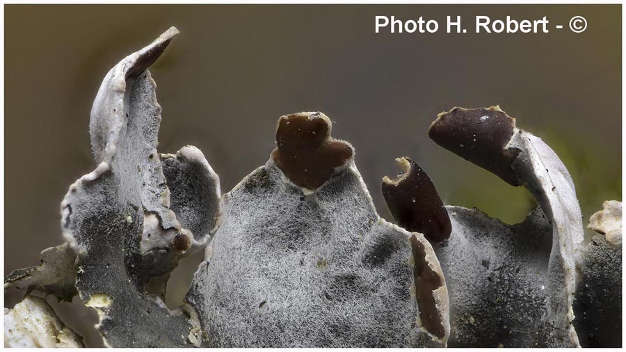 Peltigera didactyla