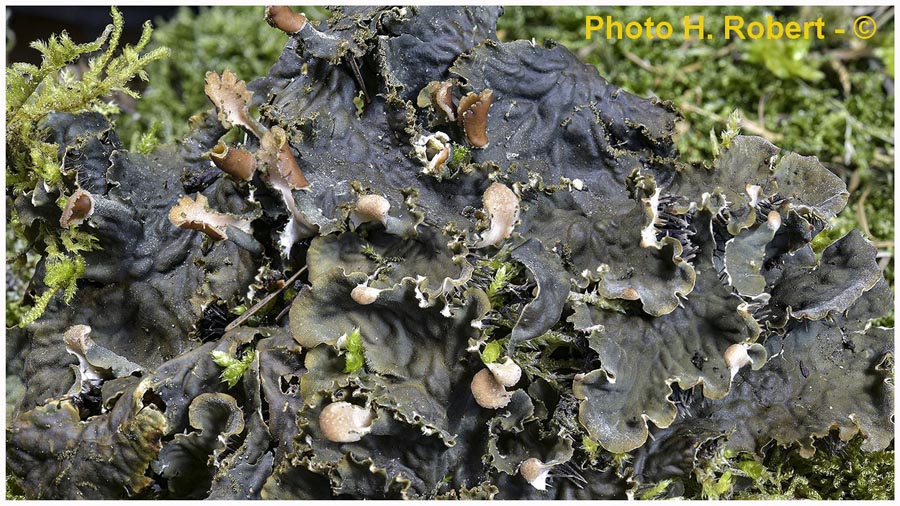 Peltigera praetextata