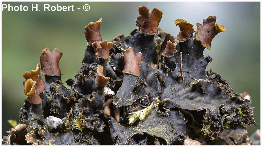 Peltigera praetextata