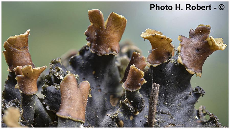 Peltigera praetextata